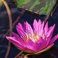 Pink WaterLilly (matted print 8x12) JAH-13-634
